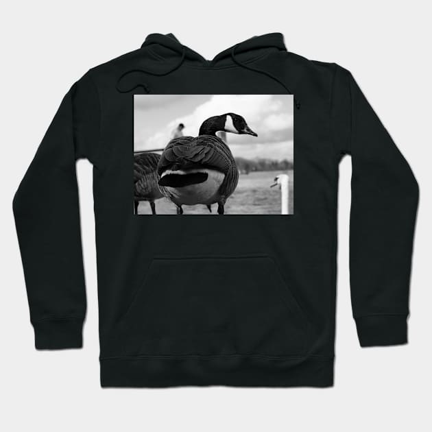 Canadian Goose stare Hoodie by fantastic-designs